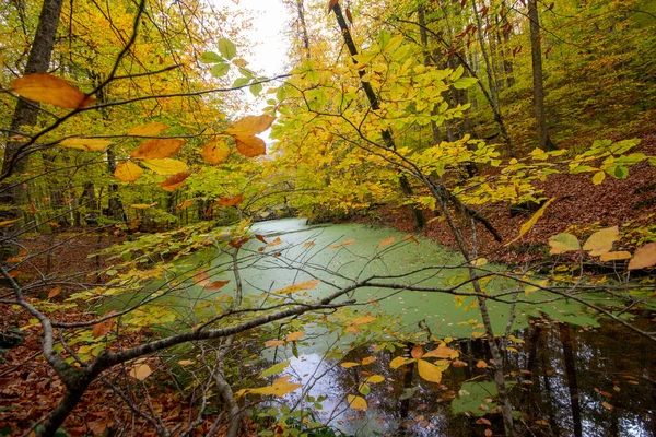 가을의 호수에 나무의 — 스톡 사진