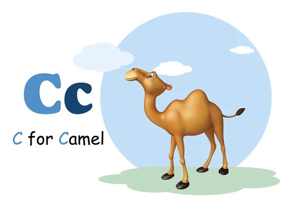 Kamel domastic djur med alphabates — Stockfoto