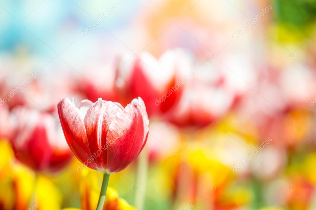 Very beautiful tulips