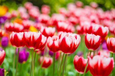 Lale parkta çok güzel.