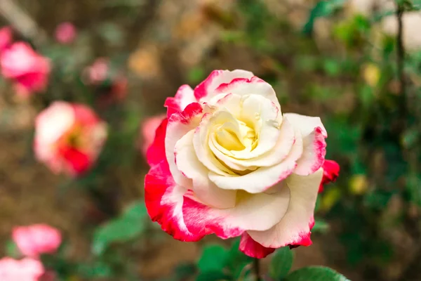 Rose in bloom — Stock Photo, Image