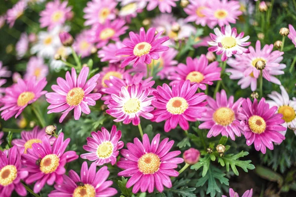 Krizantem bloom bahar