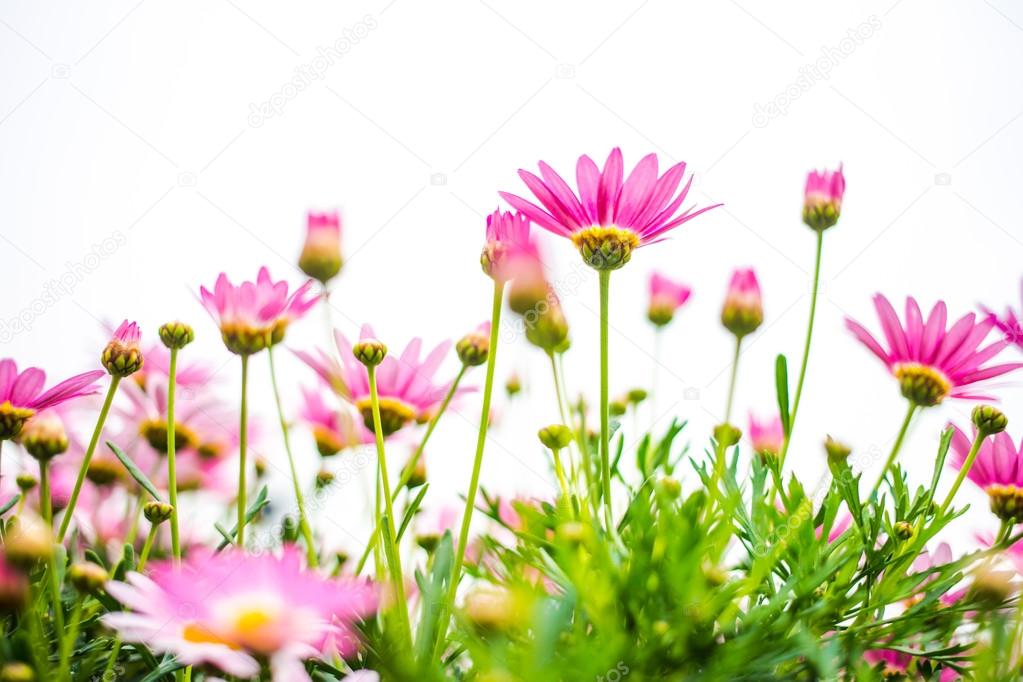 Blooming daisies in spring