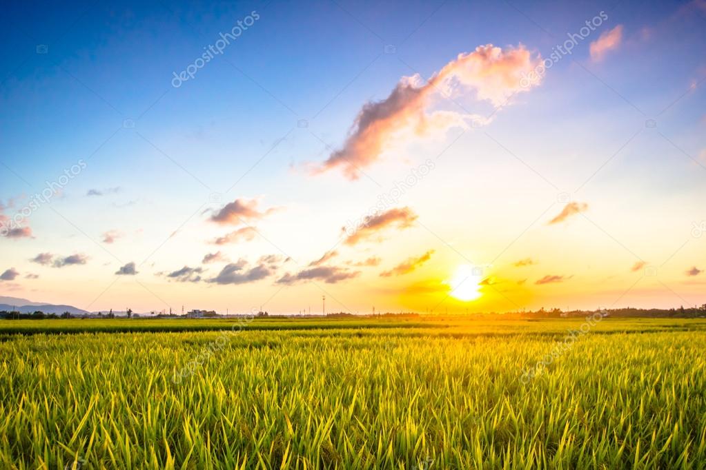 The cultivation of rice mature in the sun is golden
