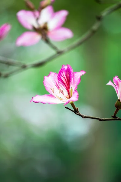 Çiçek açan Bauhinia çiçek çok güzelmiş