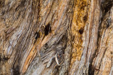 Ağaç gövdesi üzerinde doku