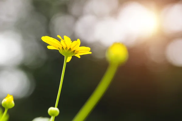 Sunshine, daisies, chrysanthemum, flowers