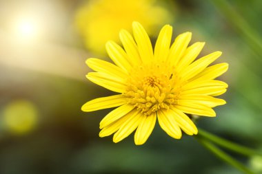 Sunshine, daisies, chrysanthemum, flowers