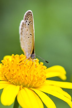 Butterflies, sunshine, Daisy, chrysanthemum, flowers