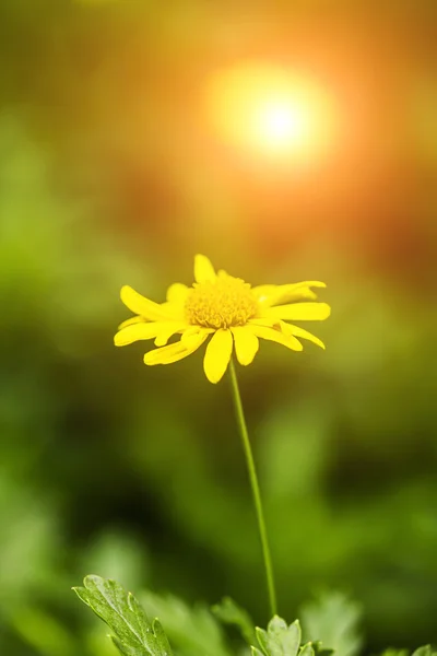 Sunshine, daisies, chrysanthemum, flowers