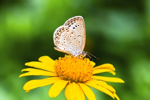 Butterflies, sunshine, Daisy, chrysanthemum, flowers