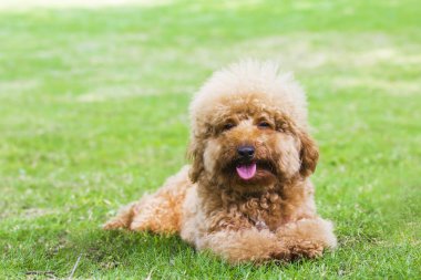 Evde beslenen hayvan köpek çim