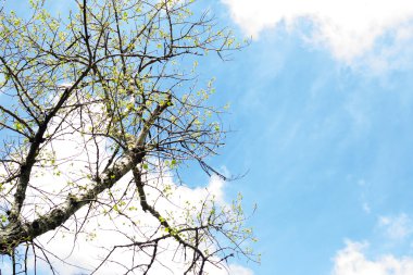 Ağaç erken baharda. Alt görünümü.