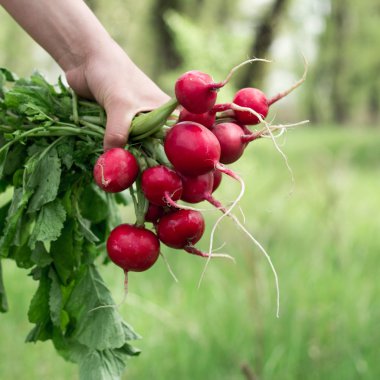Turp bir elinde bir demet. Yakın çekim.