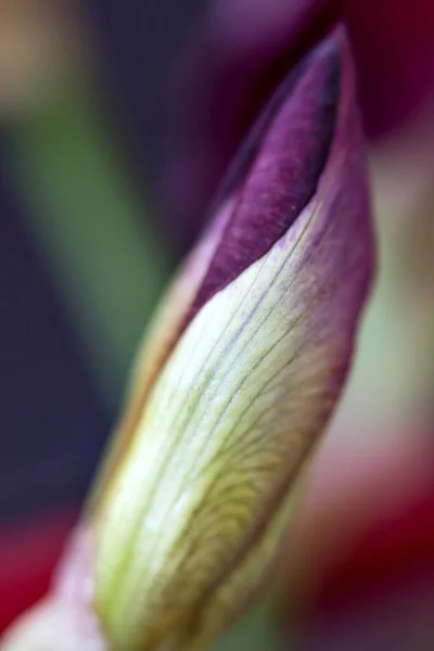 Macro Shot Flower Iris Botanical Concept Soft Focus Abstract Floral — Stock Photo, Image