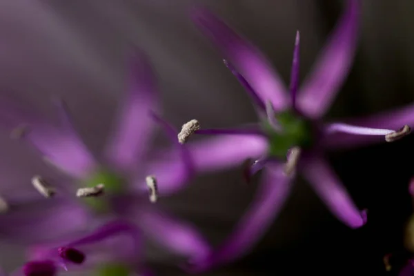 Çiçek Allium Makro Shot Botanik Konsepti Yumuşak Odak Noktası Soyut — Stok fotoğraf