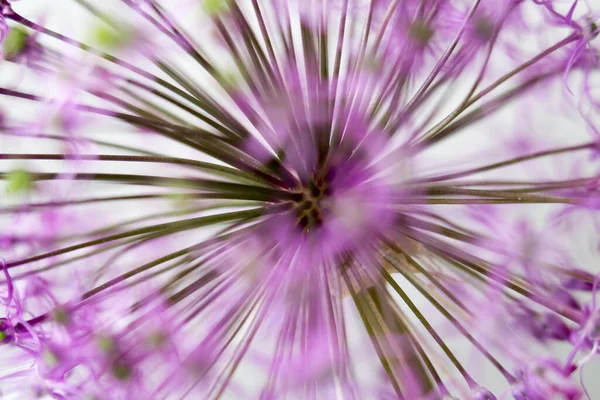 Flor Allium Macro Disparo Concepto Botánico Enfoque Suave Fondo Floral —  Fotos de Stock