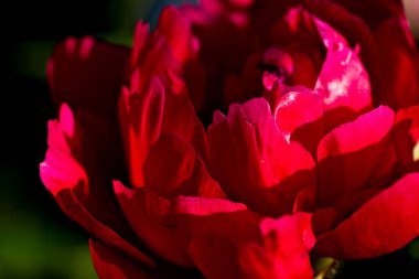 Bahçede kırmızı şakayık çiçeği. Yakın plan.