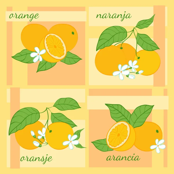 Ilustrace z citrusových plodů. — Stockový vektor