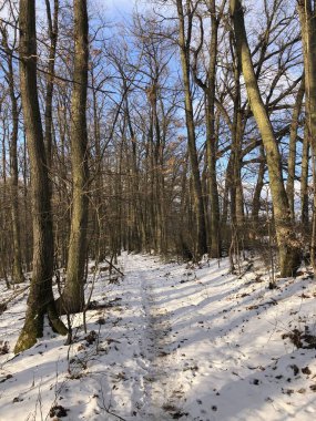 Güneşli bir kış gününde seyrek yaprak döken bir ormanın içinden geçen bir yol. Yerde kar var..