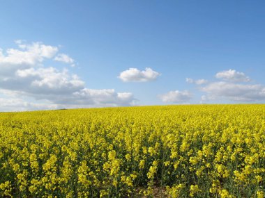 Yağ tohumu tecavüzü özellikle biyodizel üretimi yoluyla önemli bir yeşil enerji kaynağıdır. Mayıs 'ta açar..