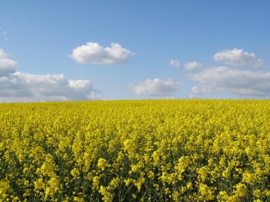 Yağ tohumu tecavüzü özellikle biyodizel üretimi yoluyla önemli bir yeşil enerji kaynağıdır. Mayıs 'ta açar..