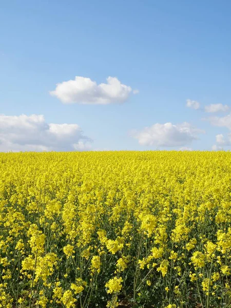 Yağ tohumu tecavüzü özellikle biyodizel üretimi yoluyla önemli bir yeşil enerji kaynağıdır. Mayıs 'ta açar..