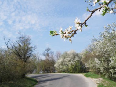 Asfalt yolu ve bahar doğası.