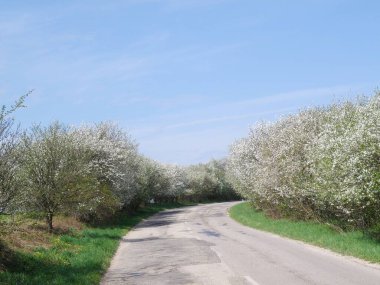 Asfalt yolu ve bahar doğası.