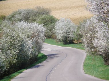 Asfalt yolu ve bahar doğası.