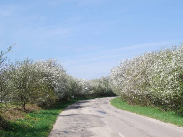 Asfalt yolu ve bahar doğası.