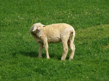Baharın başında yeşil çimlerde küçük bir kuzu.
