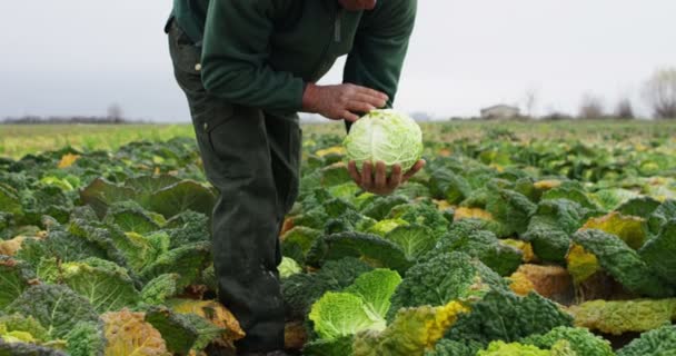 Campesino elección gabbage slow motion — Vídeo de stock