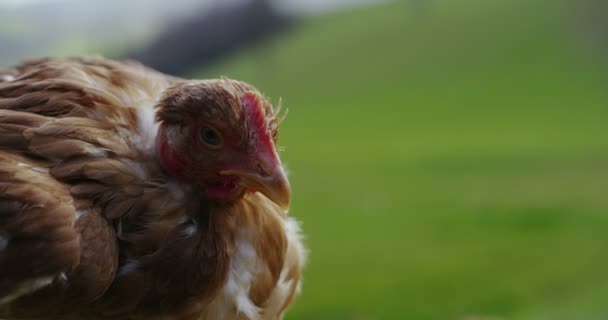 Pollo muy bonito en ambiente natural de cerca en superslowmotion — Vídeo de stock