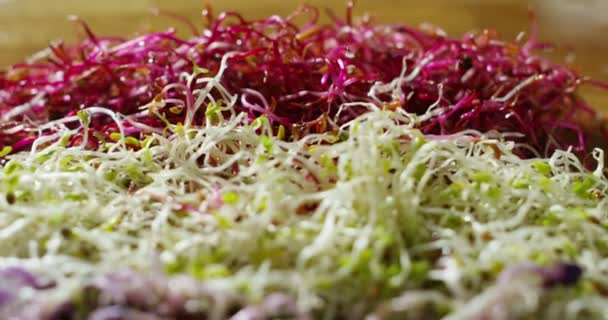 Colorful legumes sprout dolly in italian wood table — Stockvideo