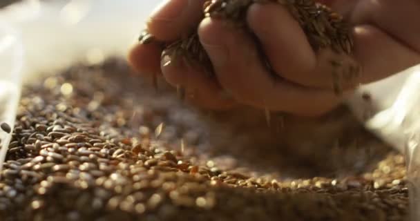 The hand of farmer expert take some olives with hands to check quality in romantic extreme super slowmotion — ストック動画