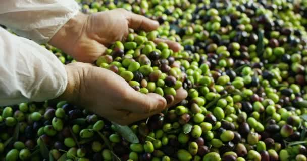 La mano dell'esperto contadino prende alcune olive con le mani per controllare la qualità in estrema super slow motion — Video Stock