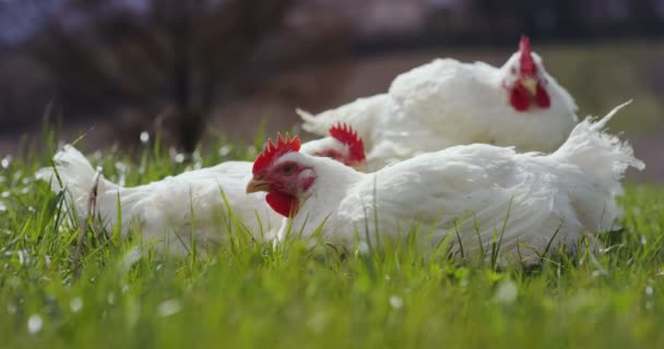 Libertad de pollo en hermosa tierra — Vídeo de stock