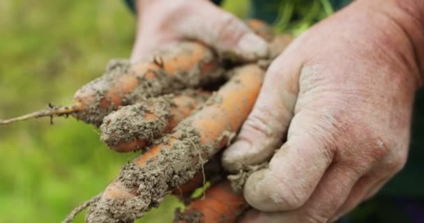 Tangan contadinio ekstrak di ekstrim Slomotion lobak wortel organik dari bumi — Stok Video
