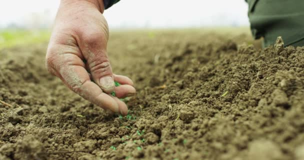 Super slow motion of middle aged farmer spreading carrot seeds on the filed (close up) — Stock video