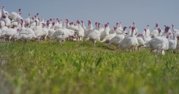 Mouvement super lent des dindons blancs sur une terre agricole avec vue panoramique sur les collines (gros plan ) — Video