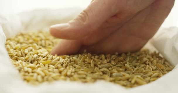 stock harvest Man hands with wheat in slowmotion 4k ( close up)
