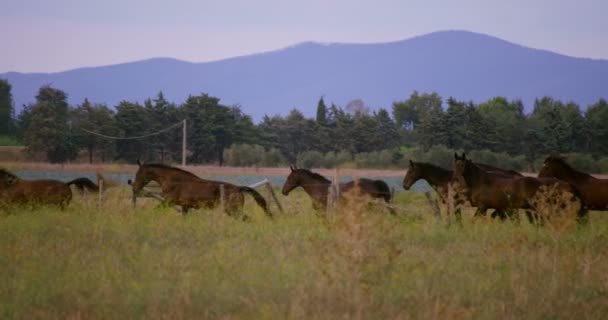 Super slow motion di mandrie di cavalli marrone scuro in esecuzione su un prato verde panoramico in montagna in 4k — Video Stock