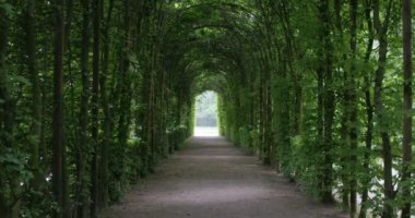 row of trees for a romantic walk in 4K slow-motion