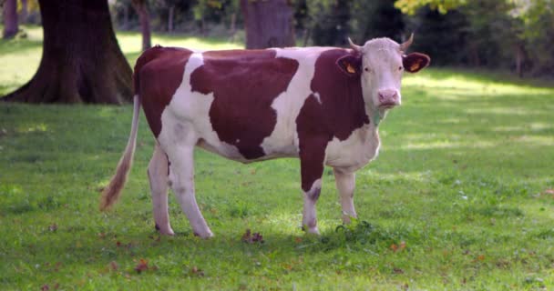 Super cámara lenta de vaca manchada marrón de pie en el prado verde con hierba fresca en 4k — Vídeos de Stock
