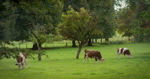 Super câmera lenta de vaca manchada marrom em pé no prado verde com grama fresca em 4k — Vídeo de Stock