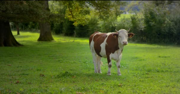 Superzeitlupe einer braun gefleckten Kuh, die auf einer grünen Wiese mit frischem Gras in 4k steht — Stockvideo