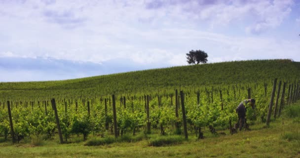 Mouvement lent du vigneron prenant soin des vignes (vue panoramique des nuages dramatiques )
