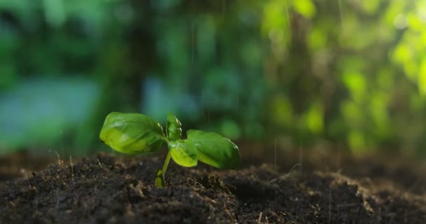 下雨天阿甘与植物 — 图库视频影像