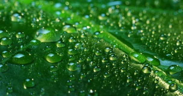 Rain drops on tropical leaf — Stock Video